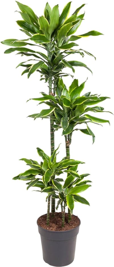 Gouden Kust Dracaena 140 cm – Elegant, Onderhoudsarm en Luchtzuiverend