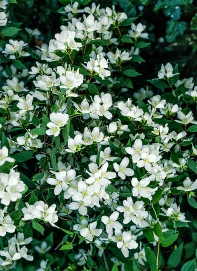 Plants Online - Tuinplanten - Heesters - Set van 1 - Philadelphus 'Lemoinei' - 3 liter pot - Plant 50-60 cm