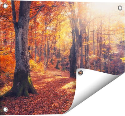 Gards Tuinposter Oranje Herfstbos met Zonneschijn - 50x40 cm - Tuindoek - Tuindecoratie - Wanddecoratie buiten - Tuinschilderij