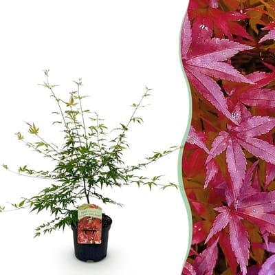 Green boutiQ - Terrasplant - Japanse Esdoorn - Acer palmatum Pink Dwarf - Roze - 1 Plant - Bladverliezend - Pot 19cm Hoogte 70cm