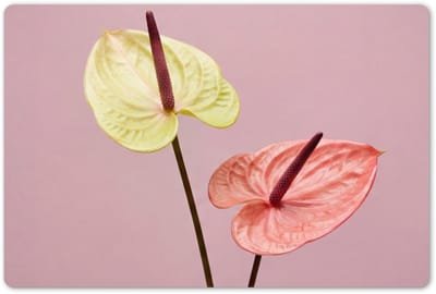 Placemats 45x30 cm - Placemat kunststof - 1 stuk - Bloemen - Anthuriums - Geel - Roze - Borden onderleggers - Decoratie voor op tafel - Keuken tafeldecoratie accessoires - Vinyl onderlegger - Tafelversiering