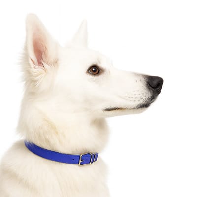 Nobleza Hondenhalsband - Blauwe hondenhalsband - Maat M - Verstelbaar 32 / 40 cm - Halsband met gespsluiting - Blauw
