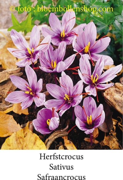 krokus - crocus Sativus - Safraan crocus 25 bollen maat 8/+ (Herfstcrocus)