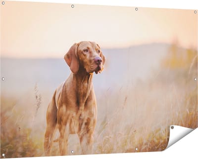 Gards Tuinposter Hongaarse Vizsla Hond in het Gras - 150x100 cm - Tuindoek - Tuindecoratie - Wanddecoratie buiten - Tuinschilderij