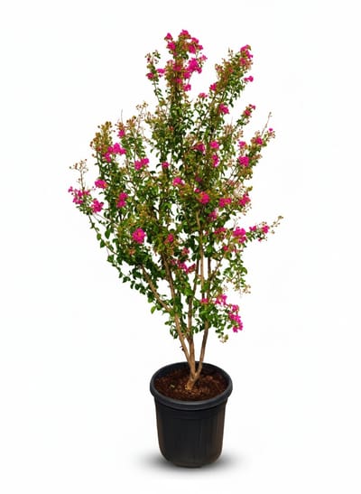Lagerstroemia indica – Indische sering - Meerstammige boom – 200 cm - Roze Bloemen