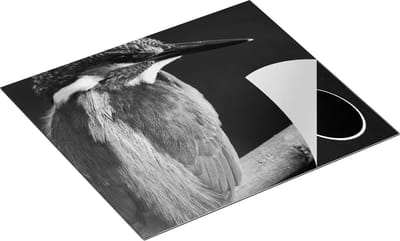 Chefcare Inductie Beschermer Blauwe IJsvogel op een Tak - Zwart Wit - 60x50 cm - Afdekplaat Inductie - Kookplaat Beschermer - Inductie Mat
