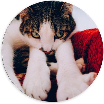 Dibond Wandcirkel - Onschuldige Bruine Kat - 100x100cm Foto op Aluminium Wandcirkel (met ophangsysteem)