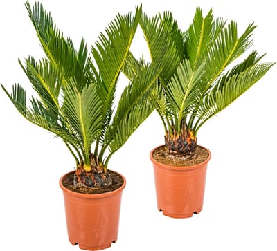Bloomique - Set van 2 - Cycas Revoluta - Sagopalm - Palmvaren - Kamerplanten - Zeer Gemakkelijk te Verzorgen - Hoogte 30-40 cm - Pot 12 cm