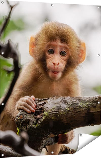 Gards Tuinposter Klein Baby Aapje op een Tak - 90x120 cm - Tuindoek - Tuindecoratie - Wanddecoratie buiten - Tuinschilderij