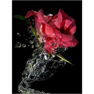 Peinture diamant 5D Roses fleur rouge, broderie diamant, point de croix 20X30CM brown
