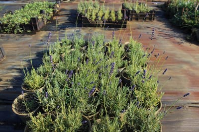 6 stuks - Lavandula angustifolia 'Hidcote' – Lavendel - P9 (9X9)