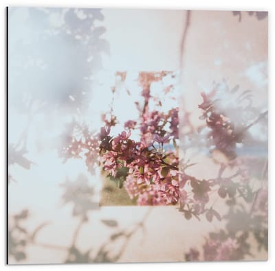 Dibond - Roze Bloemen met Vervaagde Rand  - 50x50cm Foto op Aluminium (Wanddecoratie van metaal)