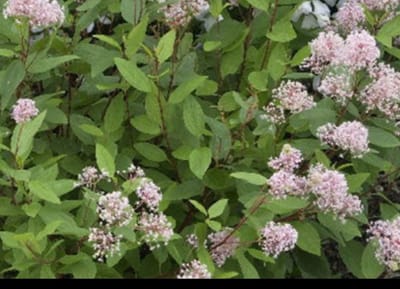 Ceanothus pall. 'Marie Simon' - Amerikaanse Sering , Herfstsering, Sikkelbloem 40- 50 cm in pot