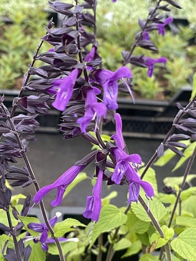 6x Salie - Salvia 'Amistad' PBR