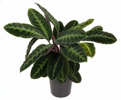 Calathea Warscewiczii - 80 cm - Ø19cm
