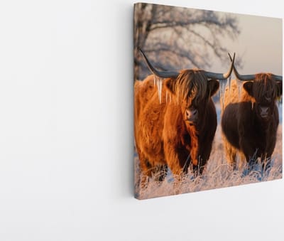 Saammp Canvas Schilderij - Schotse Hooglander Koe - Abstract - Dieren - Natuur - 20x20 - Foto op canvas - Wanddecoratie - muurdecoratie Woonkamer - Slaapkamer decoratie - Canvas Print
