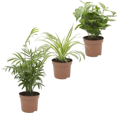Indoor Planten Trio - Koffieplant, Groene Lelie & Kamerpalm voor Gezonde Luchtkwaliteit