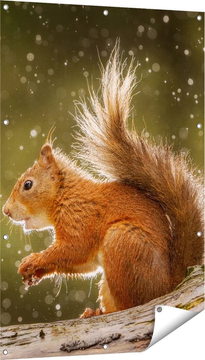 Gards Tuinposter Eekhoorn in de Regen - 80x120 cm - Tuindoek - Tuindecoratie - Wanddecoratie buiten - Tuinschilderij