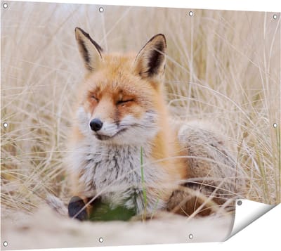 Gards Tuinposter Vos in de Duinen - 120x90 cm - Tuindoek - Tuindecoratie - Wanddecoratie buiten - Tuinschilderij