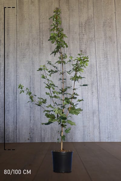 Plants Online - Haagplanten - Heesters - Veldesdoorn of Spaanse Aak - Pot 80-100 cm - set van 10 - Bladverliezend - Geschikt als hoge en lage haag - Informele haag - Prachtige herfstkleur