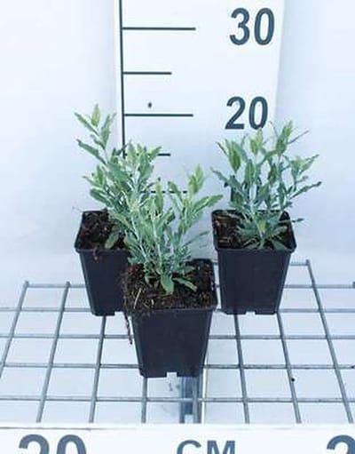 6x Blauwspirea - Perovskia atripl. 'Little Spire' | 9x9 cm pot