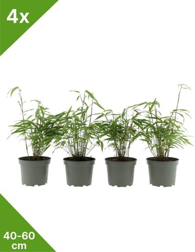 GARDENZO - 4x Fargesia 'Gansu' groene bladhoudende niet woekerende Bamboe in C2 - 40-60 cm