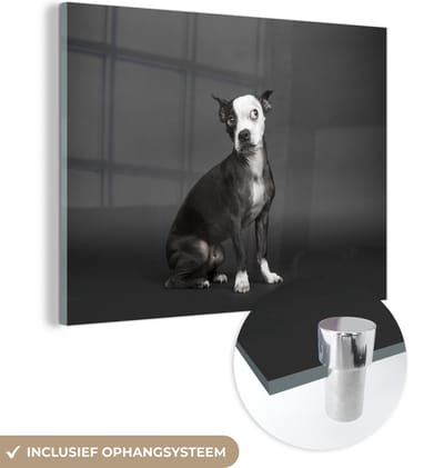 MuchoWow® Glasschilderij 160x120 cm - Schilderij acrylglas - Hond - Vlek - Portret - Foto op glas - Schilderijen
