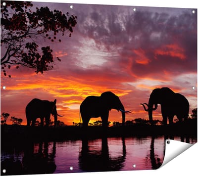 Gards Tuinposter Olifanten tijdens Zonsondergang - Silhouet - 120x90 cm - Tuindoek - Tuindecoratie - Wanddecoratie buiten - Tuinschilderij