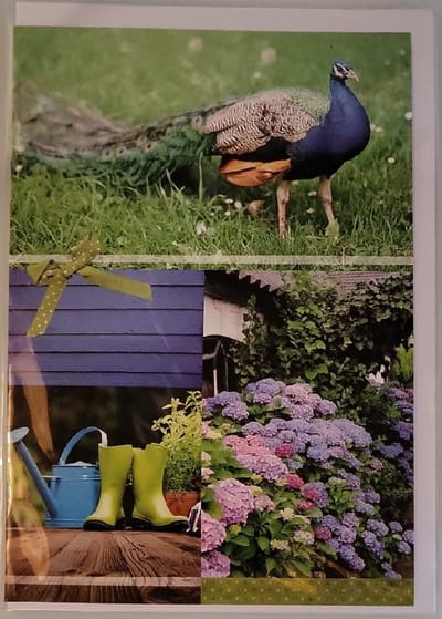 Een prachtige wenskaart met een mooie pauw in het gras. Daaronder staat een geweldige plant in bloei en een leuke gieter met laarzen op tafel. Een leuke kaart voor meerdere gelegenheden. Een dubbele wenskaart inclusief envelop en in folie verpakt.