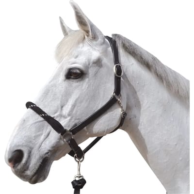 Halster met witte gespen voor paarden Canter
