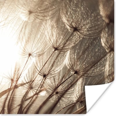 Poster Bloemen - Planten - Winter - Sepia - Sneeuw - 100x100 cm XXL