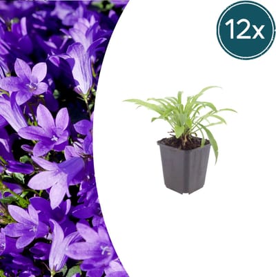 Tuinplantenshop.com | Campanula pers. 'Coerulea' | 12 stuks - Ø9cm - 10-25cm hoog - Tuinplant