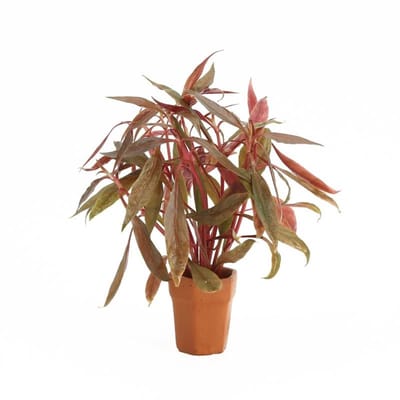 Moerings Alternanthera Rosaefolia | Rood Papegaaienblad | in Terracotta Pot
