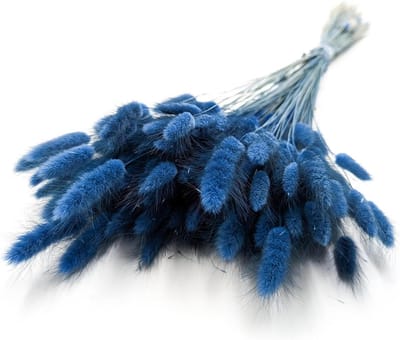 Gedroogde Lagurus - Hasenstaartgras - Decoratie - Natuurlijke uitstraling - Niet gespecificeerd - Blauw