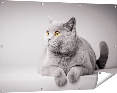 Gards Tuinposter Grijze Kat met Oranje Ogen - 120x80 cm - Tuindoek - Tuindecoratie - Wanddecoratie buiten - Tuinschilderij