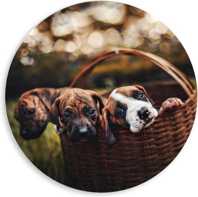 Forex Wandcirkel - Mandje gevuld met Pups - 80x80cm Foto op Wandcirkel (met ophangsysteem)