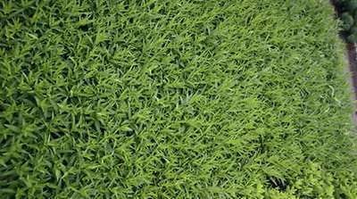 6x Stermaagdenpalm - Amsonia orientalis | pot 9 x 9 cm
