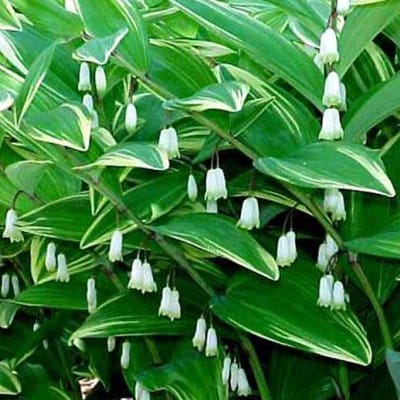 6 x Polygonatum Multiflorum - Salomonszegel pot 9x9cm