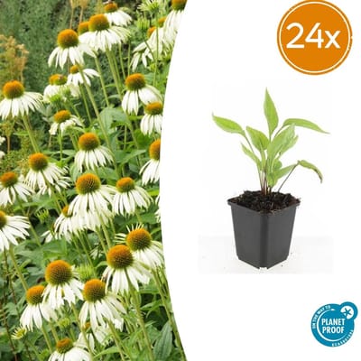 Trendyplants - Echinacea p. 'White Swan' - 24 stuks - Zonnehoed - Winterhard - Hoogte 10-30 cm - Potmaat Ø9cm