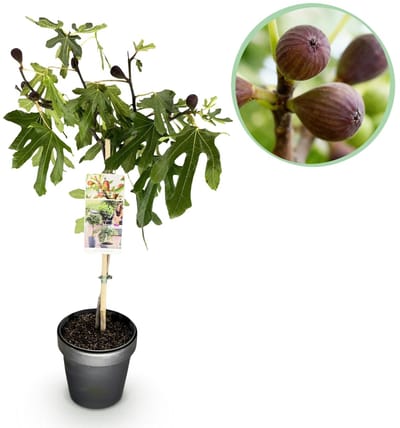 Green boutiQ - Plant op Stam - Ficus carica Little Miss Figgy - Terras Plant - Bladverliezend - Winterhard - Groene Vrucht - Pot 19cm Hoogte 90cm