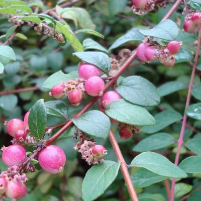 24 x Sneeuwbes 'Hancock' - Symphoricarpos chenaultii 'Hancock' pot 9x9cm, voor 3m² : Een charmante bodembedekkende heester voor uw tuin.
