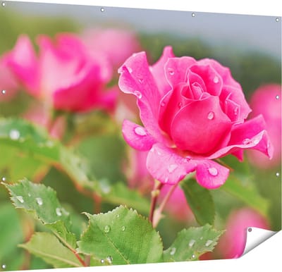 Gards Tuinposter Roze Roos met Waterdruppels - 150x120 cm - Tuindoek - Tuindecoratie - Wanddecoratie buiten - Tuinschilderij