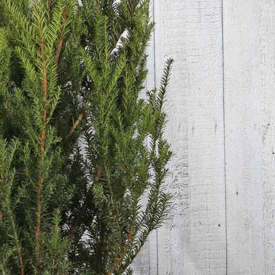 Plants Online - Haagplanten - Taxus media 'Hillii' - 0.7 liter pot - tray - set van 18 - Compacte groei - Formele haag - Zeer winterhard
