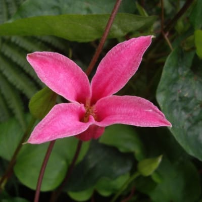Texaanse bosrank (Clematis Texensis) - Princess Diana - Bosrank - Vaste planten - Snijbloemen - Klimplant - Zomerbollen