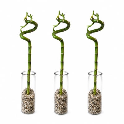 vdvelde.com - Lucky Bamboo Complete Set van 3 met Stevig Glas en Steentjes - Dracaena Sanderiana Geluksbamboe - Decoratieve Feng Shui Kamerplant 40-45cm