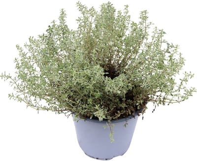 JUNAVERA Thymus citriodorus 'Silver Queen' (citroentijm) | 25 cm hoog | In 14 cm pot | Aromatisch keukenkruid voor tuin en balkon