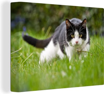 Canvas Schilderij Kat - Gras - Zwart - Wit - Meisjes - Kinderen - Jongens - Kids - 40x30 cm - Wanddecoratie