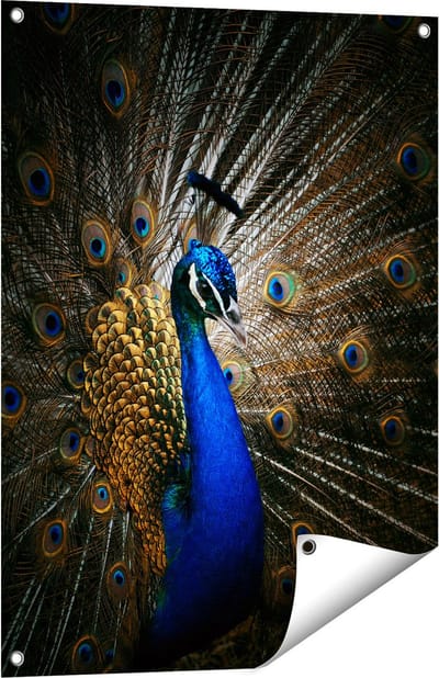 Gards Tuinposter Blauwe Pauw met Grote Veren - 60x80 cm - Tuindoek - Tuindecoratie - Wanddecoratie buiten - Tuinschilderij