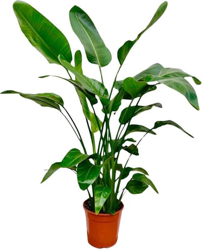 Groenblijvende kamerplant met meerdere stammen Strelitzia Nicolai - 1,5 meter hoog - Ø21 cm