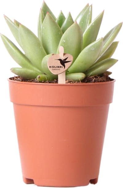 Kolibri Greens | Groene plant - Succulent Echeveria Miranda - groene kamerplant - vers van de kweker - Ø9cm -